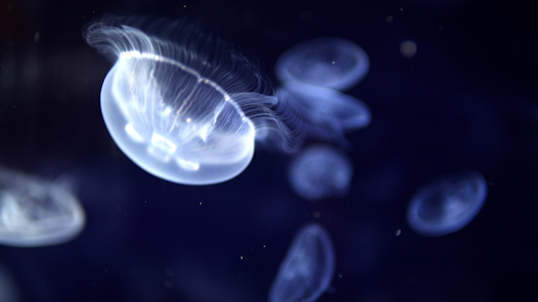 Jellyfish And Sea Life In An Aquarium 2