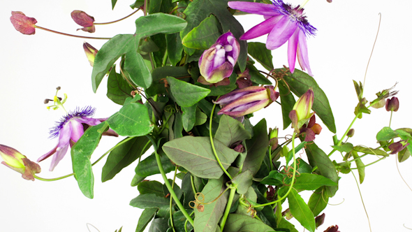 Passiflora Growing 2 alt