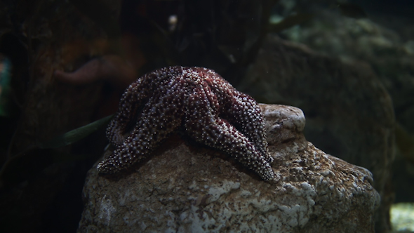 Fish And Sea Life In An Aquarium 24 alt