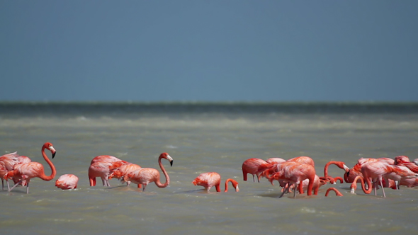 Flamingo Flock Mexico Lagoon 1