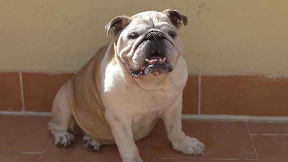 Bulldog 2