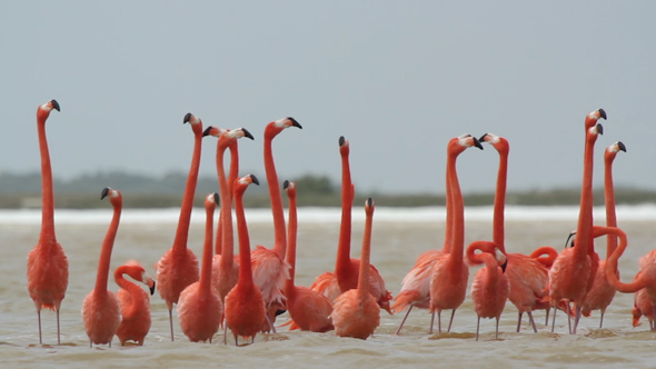 Pink Flamingo Mexico Wildlife Bird 17