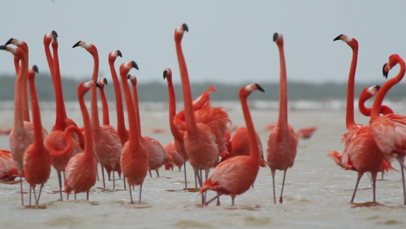 Pink Flamingo Mexico Wildlife Birds 10