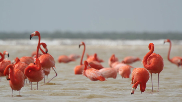 Pink Flamingo Mexico Wildlife Birds 22