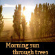 Morning sun through trees - VideoHive Item for Sale
