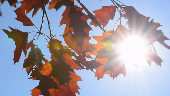 Autumn Foliage & Sun