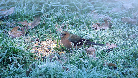 Little Bird Eating Seeds Scared Off By Bigger Bird