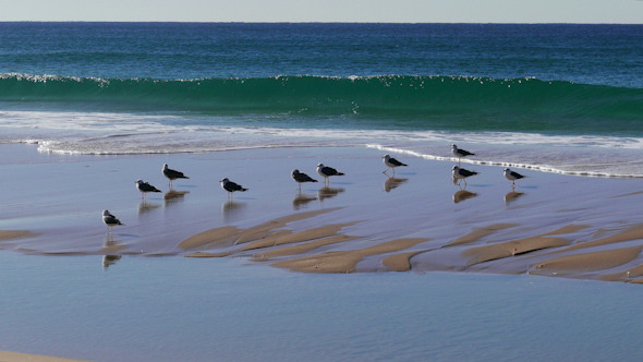 Flock of Seagulls Sitting on the Beach Ocean