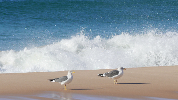 Flock of Seagulls Sitting on the Beach Ocean 