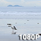 Seagull Reflected at Low Tide - VideoHive Item for Sale