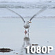 Seagull Flies Away from Waves - VideoHive Item for Sale