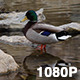 Wild Mallard Duck Preening - VideoHive Item for Sale