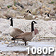 Wild Canada Geese in a Rocky Creek - VideoHive Item for Sale