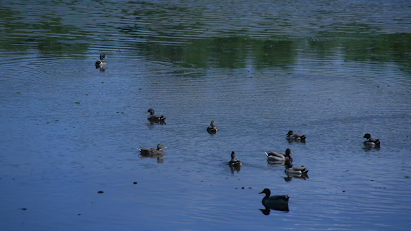 Ducks In Water (2 Of 2)