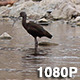 Waterfowl in a Rocky Creek - VideoHive Item for Sale