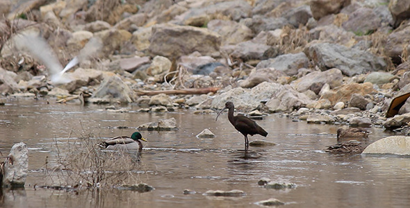 Waterfowl in a Rocky Creek