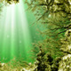 Under Water Seaweed - VideoHive Item for Sale