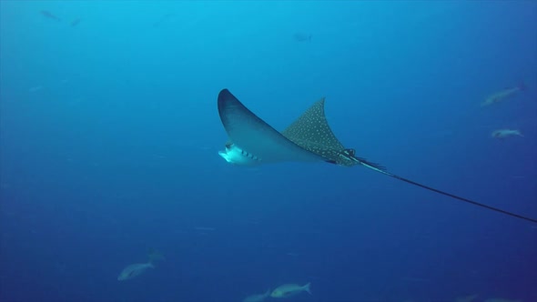 Spotted eagle ray drifting in current. A spotted eagle ray drifting in a strong current in the blue