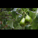Green Pears on Branch - VideoHive Item for Sale