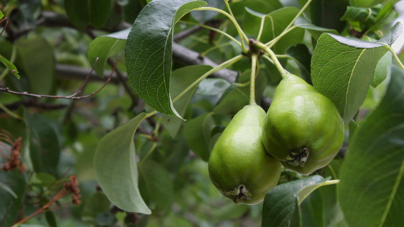 Green Pears on Branch