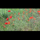 Poppy Field - VideoHive Item for Sale