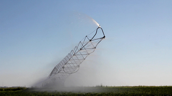 Irrigation Of A Potato Field
