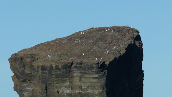 Many Seagull Sitting on Top High Cliff