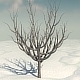 Winter Tree 2 - 3DOcean Item for Sale