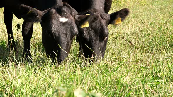 Close Up in Meadow on Farm Big Black Pedigree Breeding Cows Bulls are Grazing Eating Grass