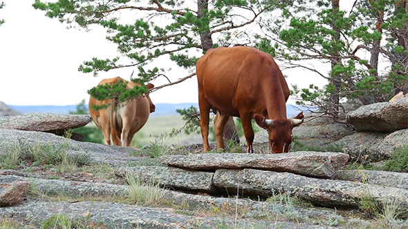 Brown Cows