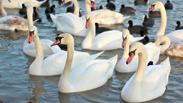 Swans