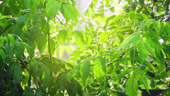 Green Leaves Under Rain In Sun Shine alt