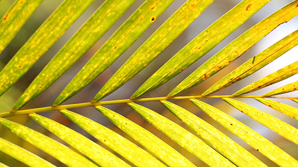 Green Leaf In Nature 352