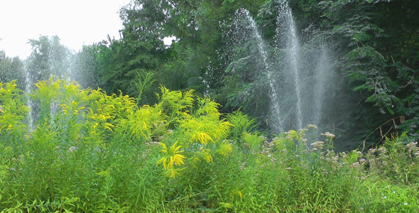 Water Pool and Green Plant in Park