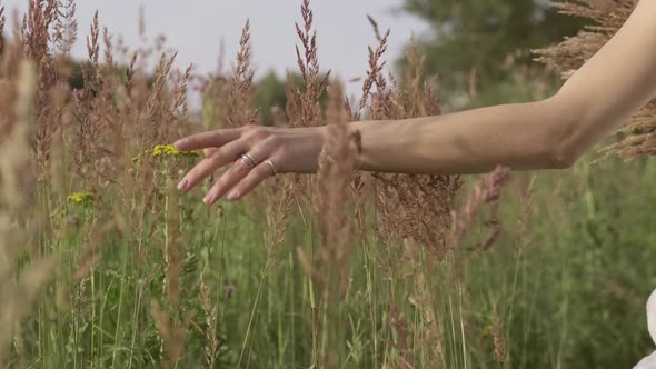 Woman Walking on Summer Field. Female Hand Touching Grass Ears in Slow Motion.