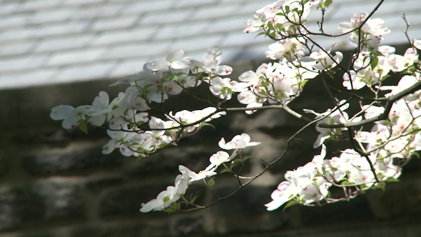 Flowers Along A Stone Wall (1 Of 3)