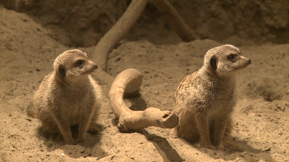 Curious Meerkats (18 Of 21)