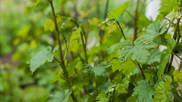 Young Grapevine in The Rain