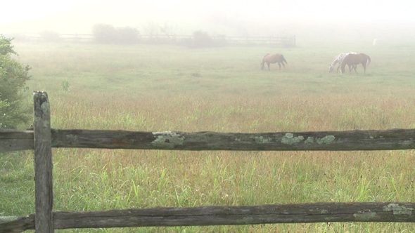 Looking Over A Split Rail Fence To Horses On A Foggy Meadow 2