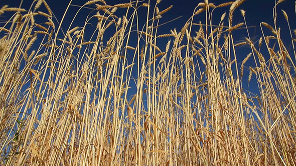 Stalks Of Ripe Wheat Under A Blue Sky