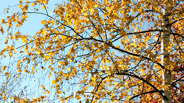 Autumn Bright Yellow Birch Leaves