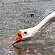 Goose on the Rain Drinking Water 1 - VideoHive Item for Sale
