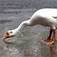 Goose on the Rain Drinking Water 2 - VideoHive Item for Sale