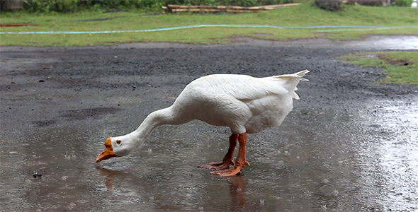 Goose on the Rain Drinking Water 2