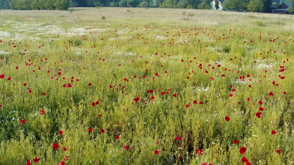 Many red poppies flowers on green meadow. Beautiful country landscape