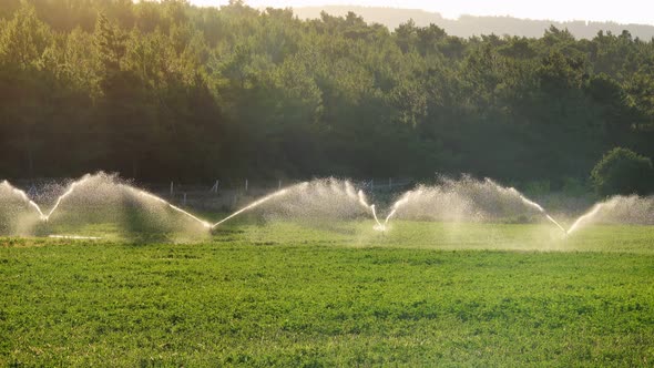 Irrigation Water Is Spraying Green Field.