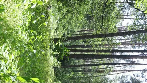 Vertical Video Aerial View Inside a Green Forest with Trees in Summer