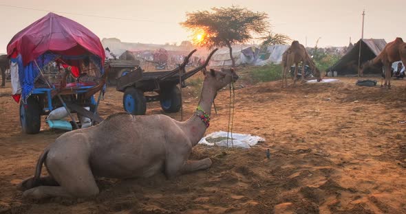 Camels at Pushkar Mela Camel Fair Festival in Field Eating Chewing at Sunrise. Pushkar, Rajasthan