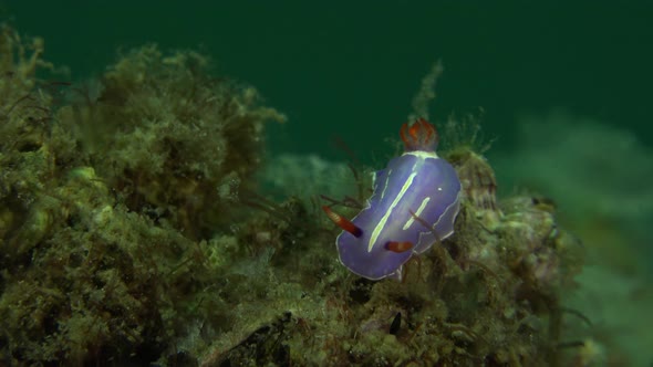 Purple Chromodoris Nudibranch sitting on reef.