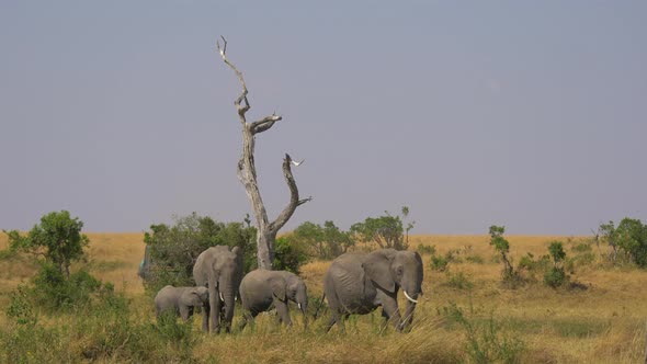 Safari car passing by an elephant family